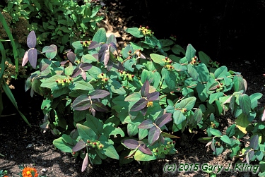 Hypericum androsaemum 'Albury Purple'