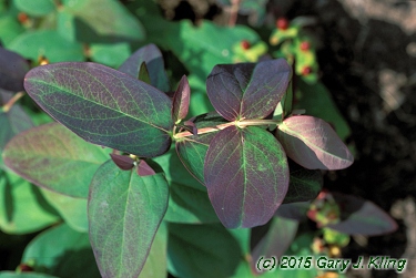 Hypericum androsaemum 'Albury Purple'