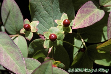 Hypericum androsaemum 'Albury Purple'