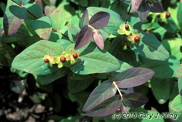 Hypericum androsaemum 'Albury Purple'