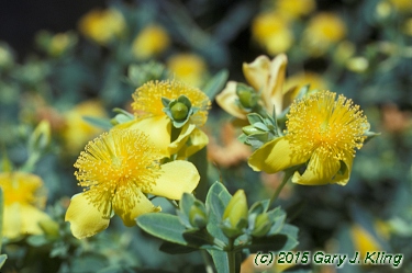 Hypericum kalmianum