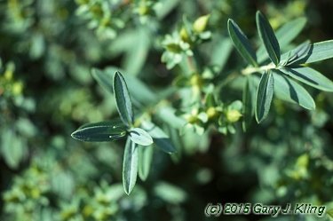 Hypericum kalmianum