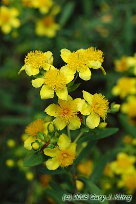 Hypericum kalmianum