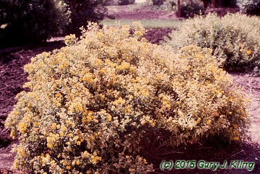 Hypericum prolificum
