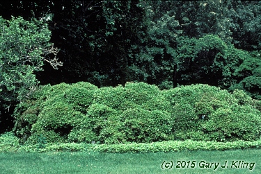 Ilex cornuta
