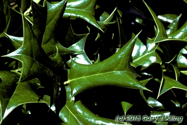 Ilex cornuta