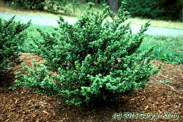 Ilex crenata 'Convexa'