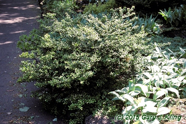 Ilex crenata 'Convexa'