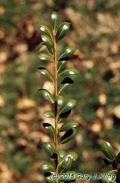 Ilex crenata 'Convexa'