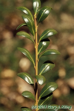Ilex crenata 'Convexa'