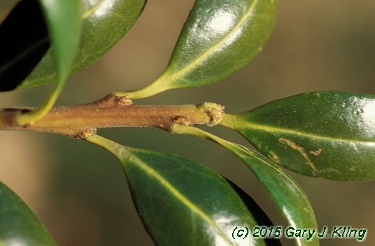 Ilex crenata 'Convexa'