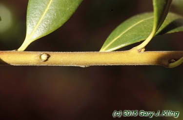 Ilex crenata 'Convexa'