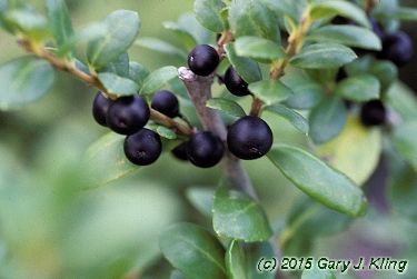 Ilex crenata 'Convexa'