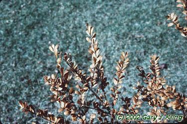 Ilex crenata 'Convexa'