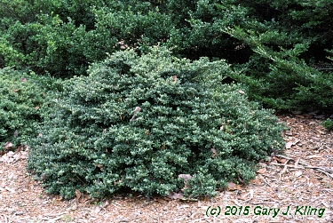 Ilex crenata 'Helleri'