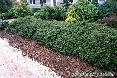 Ilex crenata 'Helleri'