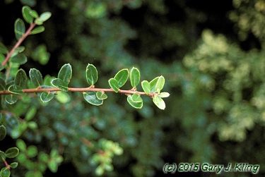 Ilex crenata 'Helleri'