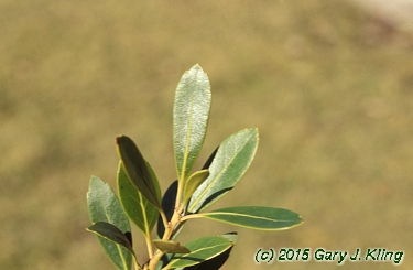 Ilex glabra
