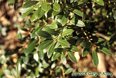Ilex glabra