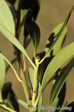 Ilex glabra