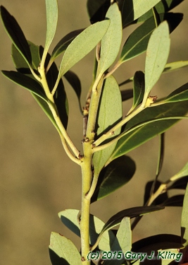 Ilex glabra