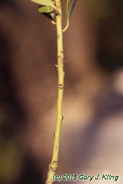 Ilex glabra