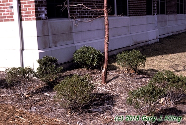 Ilex glabra 'Compacta'