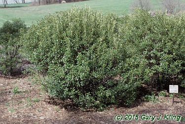 Ilex glabra 'Chamzin' [PP] (Nordic [R])