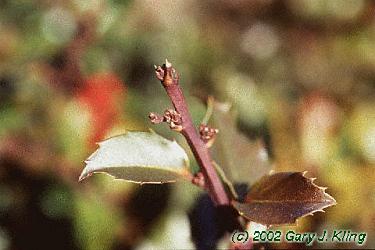 Ilex x meserveae 'Blue Princess' [PP] 