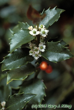 Ilex x meserveae 'Blue Princess' [PP] 
