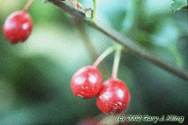 Ilex x meserveae 'Blue Princess' [PP] 