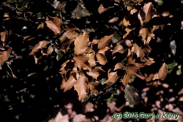 Ilex x meserveae 'Blue Princess' [PP] 