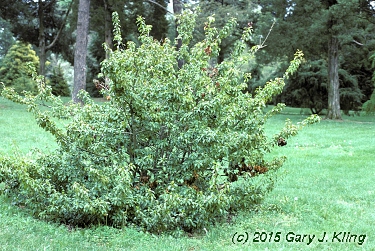 Ilex pedunculosa