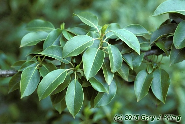 Ilex pedunculosa