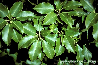 Ilex pedunculosa