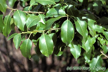 Ilex pedunculosa