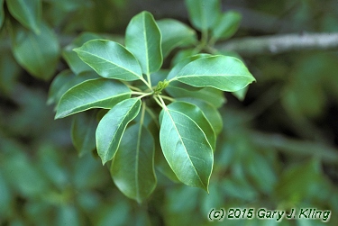 Ilex pedunculosa
