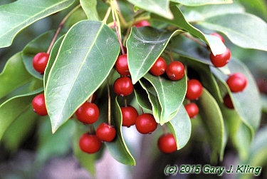 Ilex pedunculosa