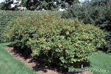 Ilex verticillata 'Afterglow'