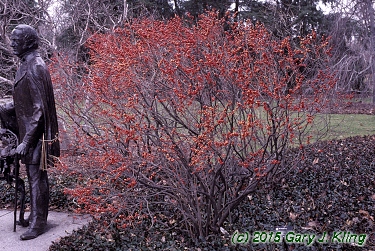 Ilex verticillata 'Afterglow'