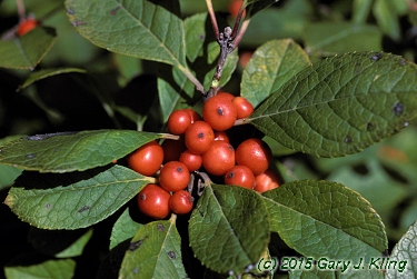 Ilex verticillata 'Afterglow'