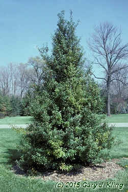 Ilex x attenuata 'Fosteri II'