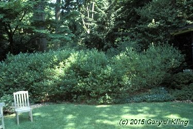 Ilex glabra