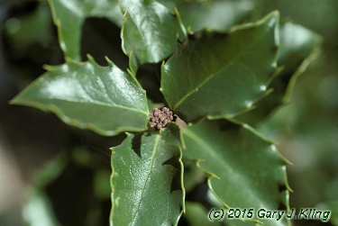 Ilex x meserveae 'Blue Prince' [PP] 