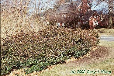 Ilex x meserveae 'Blue Princess' [PP] 