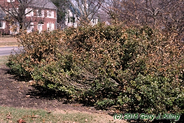 Ilex x meserveae 'Blue Princess' [PP] 