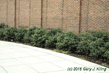 Ilex x 'Mesog' [PP] (China Girl [R])