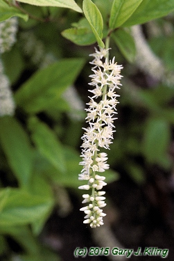 Itea virginica 'Henry's Garnet'