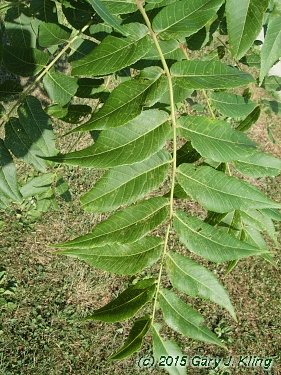 Juglans nigra