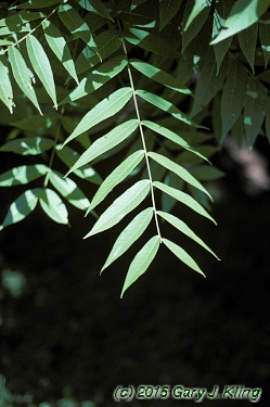 Juglans nigra